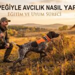 Av Köpeğiyle Avcılık Nasıl Yapılır? Eğitim ve Uyum Süreci