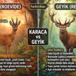 Karaca ile Geyik Arasındaki Farklar Nelerdir?