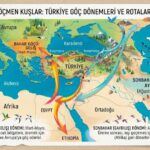 Göçmen Kuşlar Hangi Dönemlerde Türkiye’ye Gelir ve Rotaları Nasıldır?