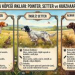 En Bilinen Av Köpeği Irkları: Pointer, Setter ve Kurzhaar Özellikleri