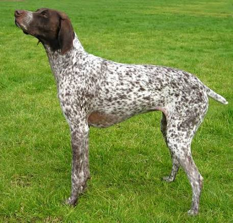 En Bilinen Av Köpeği Irkları
