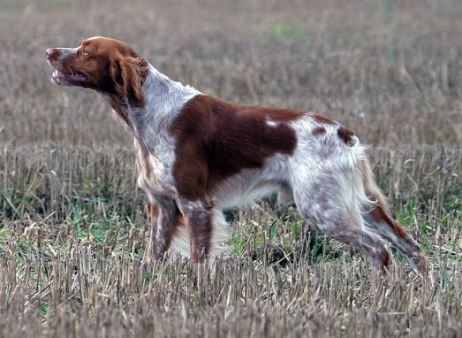 En Bilinen Av Köpeği Irkları